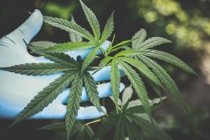Manuel Gava Cannabislegalisierung