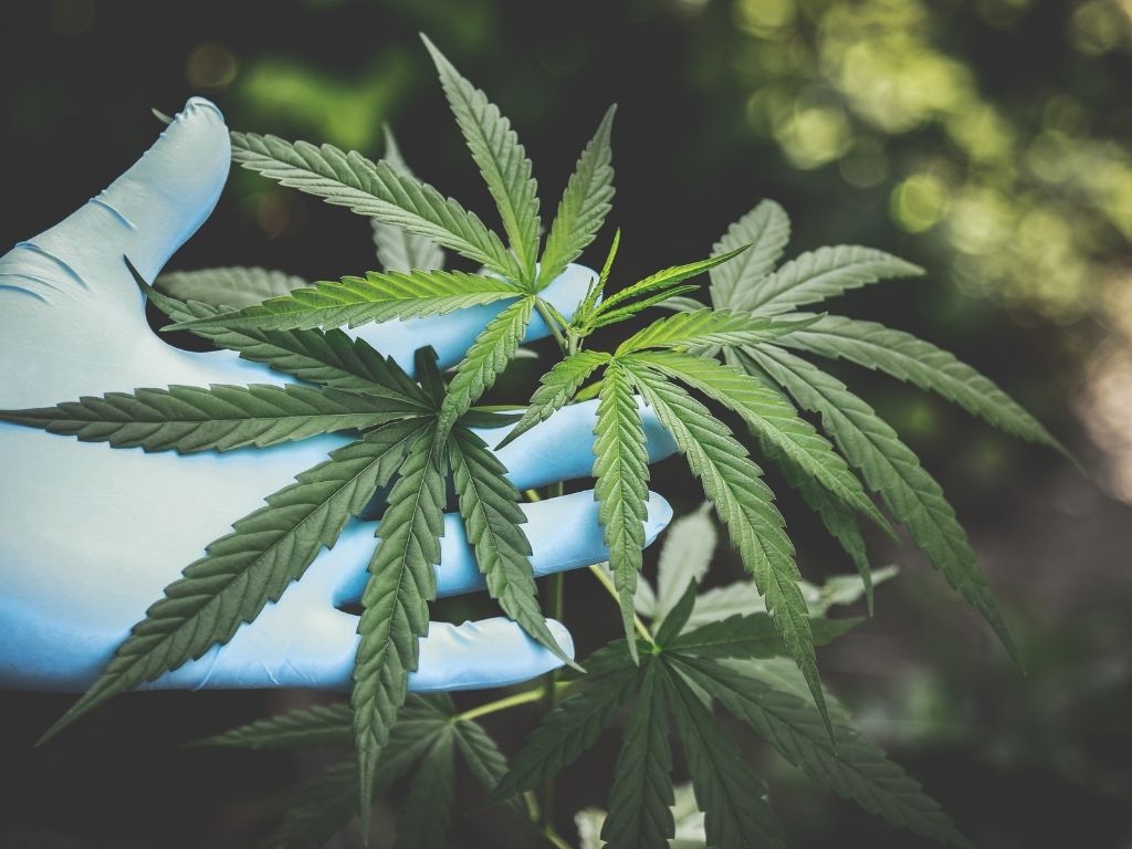 Manuel Gava Cannabislegalisierung